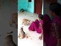 Devi Ji Funny Video Part 2 Funnyshorts Monkey Funnymonky Funnyanimals Funny