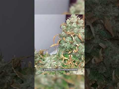 Гибриды конопли. Виды марихуаны #shorts