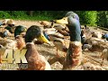 Duck Feeding Frenzy Feeding Ducks Geese Swans Signets Nature Relaxation Video