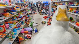 I took my duck to the Thrift Shop