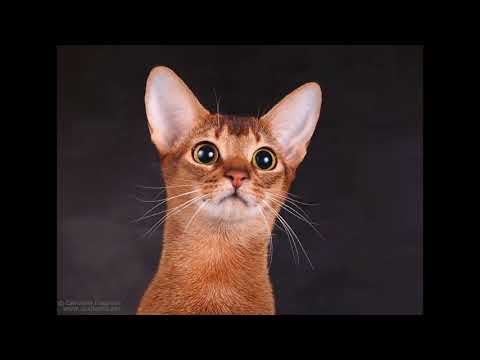 average weight of abyssinian cat