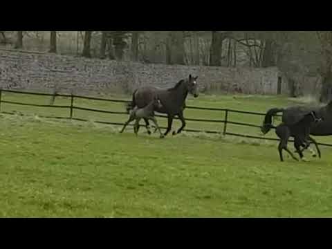Die jungen Fohlen im Gestüt Hämelschenburg geben Gas