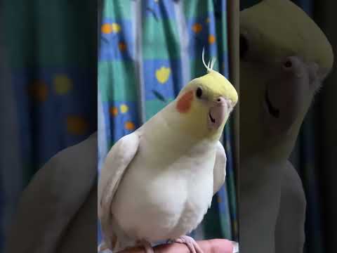 cockatiel sound