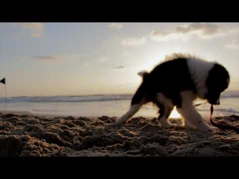 Cute puppy| dog playing in beach | 😍#puppy dog