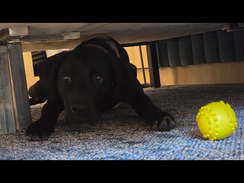 Aminess Maestral **** Novigrad/Kroatien (HR) Zimmer A337 (Comfort Doppelzimmer)