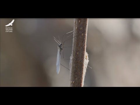 Jans Tierleben: Folge 4 – Wintermücken
