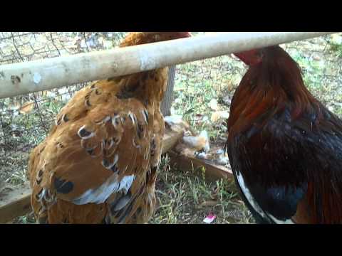 download lagu mp3 mp4 Cute Rooster Names, download lagu Cute Rooster Names gratis, unduh video klip Cute Rooster Names