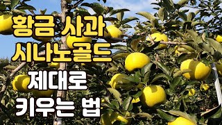 없어서 못판다는 시나노골드 키우기 한방에 정리합니다