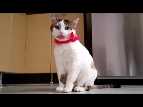 Why do cats act so weird? - Tony Buffington