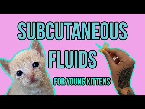 Subcutaneous Fluids for Young Kittens