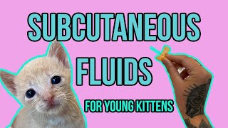 Subcutaneous Fluids for Young Kittens