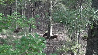 Hog Hunting in South Carolina | PUBLIC LAND| BowHunting| #explore #hunting