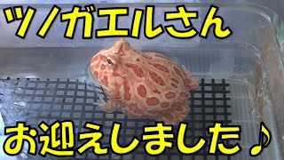 ツノガエルさんお迎えしました♪