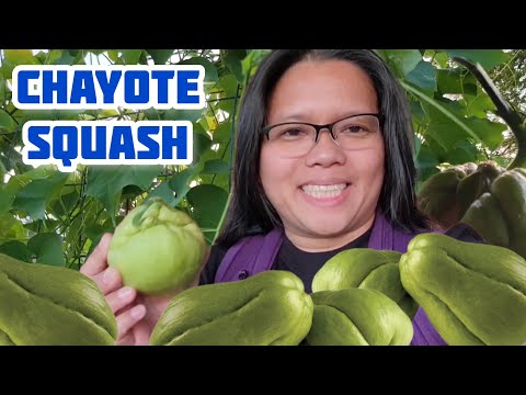 Grow Chayote Squash in Colder Climates | Complete Growing Guide for Chayote Squash