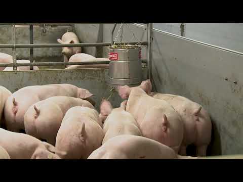 Porky's Fun Box - Dauerhafter Spaß für's Schwein