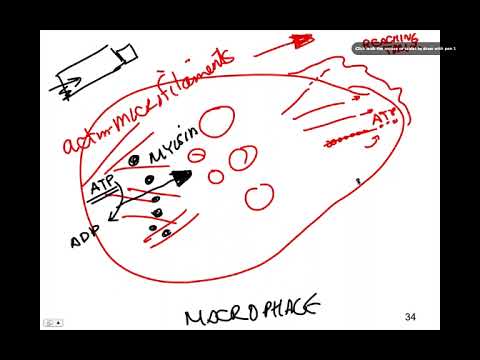 Macrophage Movement, BIO105 Introductory Biology, David Champlin, USM