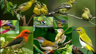 Download lagu Suara pikat burung kombinasi anak sirtu,kolibri,prenjak,pleci. mp3 Download lagu Suara pikat burung kombinasi anak sirtu,kolibri,prenjak,pleci. mp3
