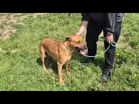 Vídeo de JAROS