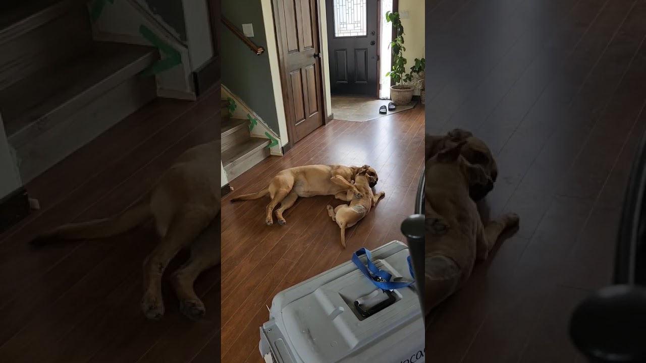 Bruce, an adopted mixed breed in Dunmore, AB video 6/6