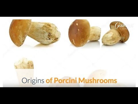 Learn More About Porcini Mushrooms