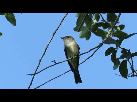 pamuchár lesný (Contopus virens) — biotop a pohyb