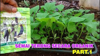 Tutorial Tani  Cara Semai TERONG UNGU Secara ORGANIK PART.1