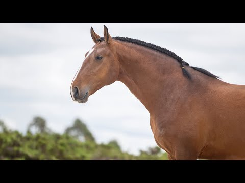 Horse for Sale | 4YO Piro free Lusitano Stallion with bombproof character (REF#923)