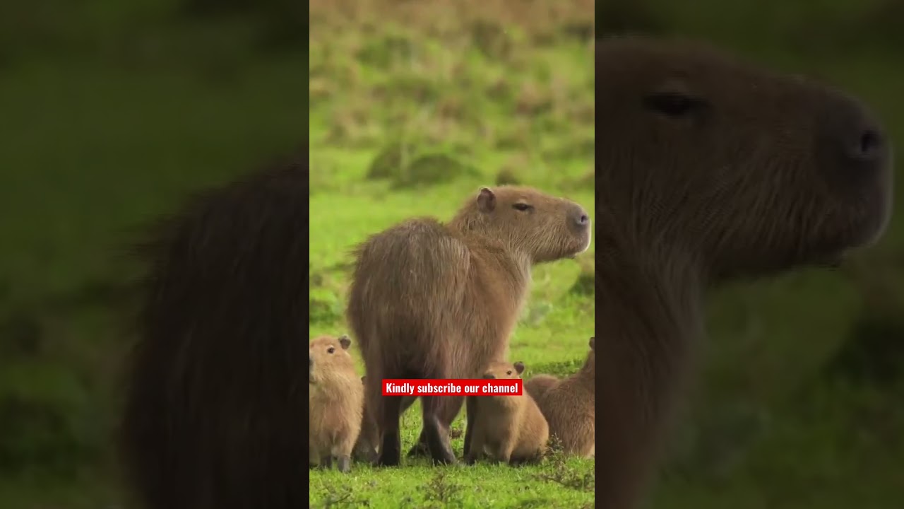 IBERA WETLANDS - best places to travel argentina #travel #travelargentina #bestplaces #iberawetlands