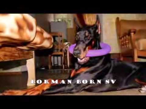 doberman borman