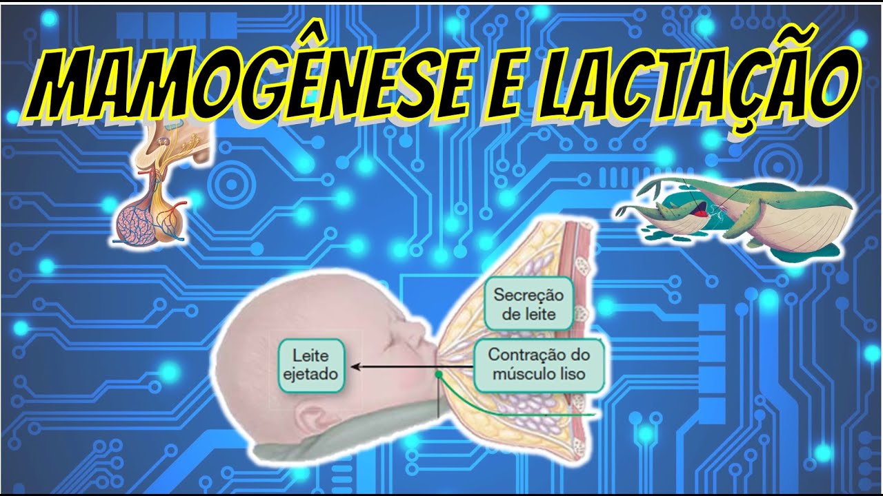 Mamogênese e Lactação - Papo de Tutor #28