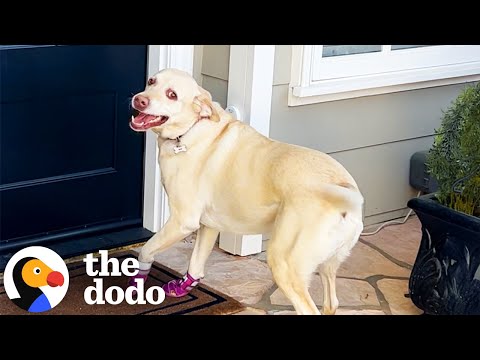 Dog Rings Her Special Doorbell At Her Best Friend's House | The Dodo