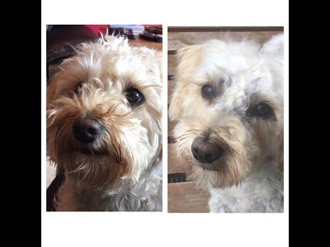 download lagu mp3 mp4 Schnoodle Puppies Uk, download lagu Schnoodle Puppies Uk gratis, unduh video klip Schnoodle Puppies Uk