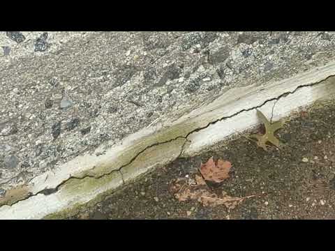 Handling the Ants on the Sidewalk in West...