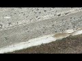 Handling the Ants on the Sidewalk in West Windsor, NJ