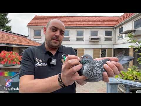 Paul Grolleman (Landgraaf) presents his national winner from St. Vincent ZLU