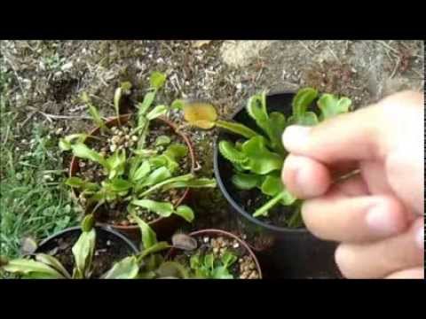 The Venus Flytrap & Carnivorous Plants
