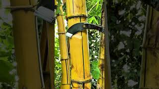 Download lagu Air bambu kuning dipercaya banyak memiliki manfaat bagi kesehatan tubuh#shortviral#shots#shotsvideo mp3