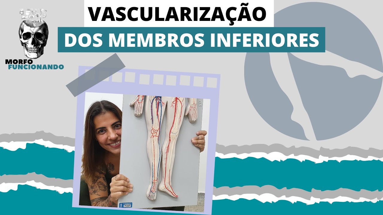 ANATOMIA DAS PRINCIPAIS ARTÉRIAS E VEIAS DOS MEMBROS INFERIORES (MMII) #8