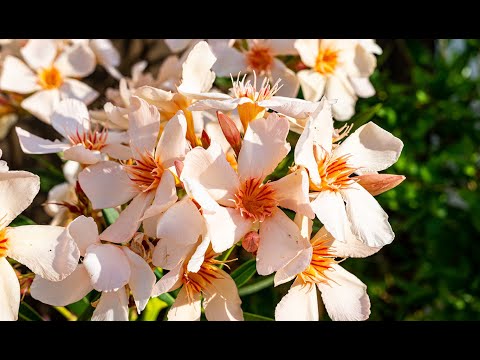 Der ultimative Oleander-Hack für ein atemberaubendes Blumenschauspiel