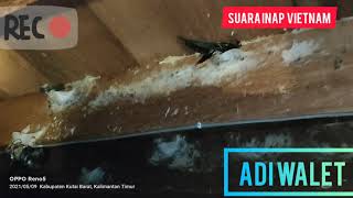 Download lagu suara inap Vietnam  umur. 3 tahun tembus  300  sarang   link di deskripsi 👇 spesial  edisi lebaran mp3