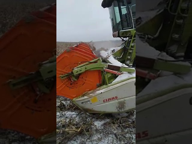 В Алькеевском районы комбайнеры снова преступили к обмолоту кукурузы и подсолнечника