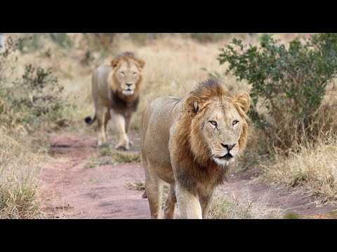 The Tintswalo Boys Are Expanding their Territory