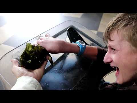 YouTube video