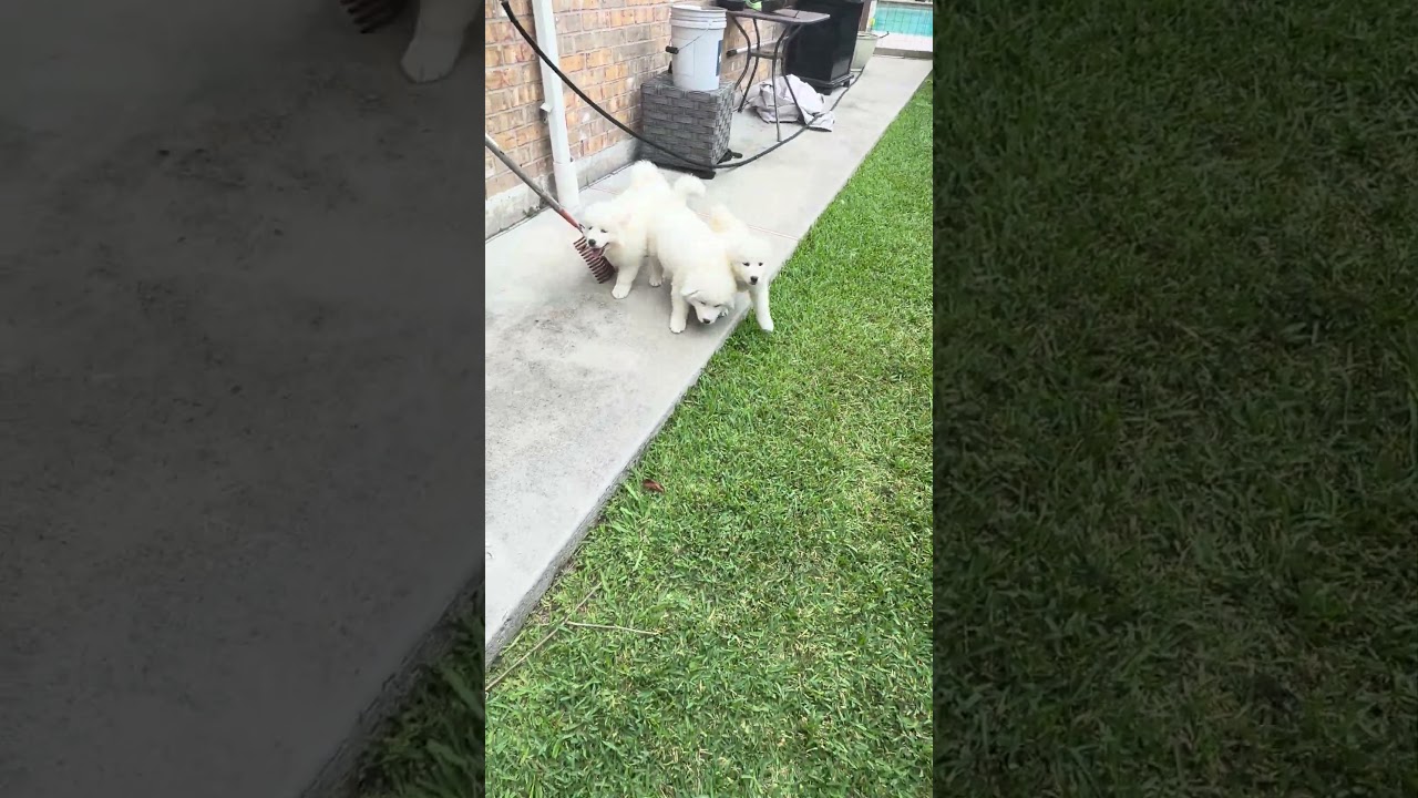 Cider, a Adoptable mixed breed in Flushing, NY video 6/6