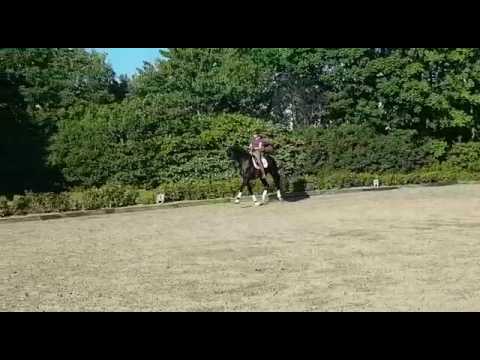 "VanThom" 5jähriger gekörter Hengst von Vitalis