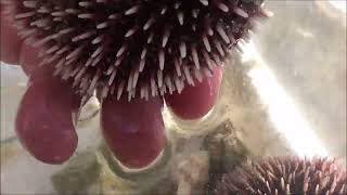 Bu deniz kestaneleri farklı #deniz kestanesi,#karaburun