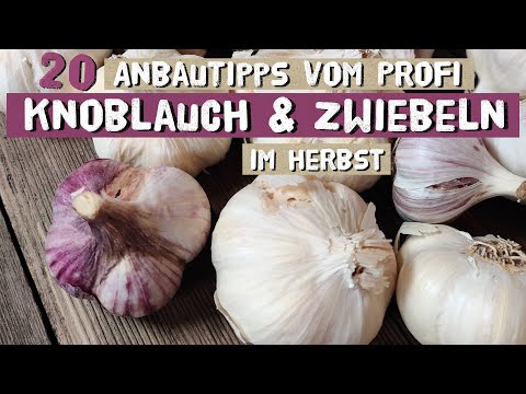 , title : 'Die wichtigsten Tipps zu Knoblauch und Zwiebeln für den Anbau im Herbst!'