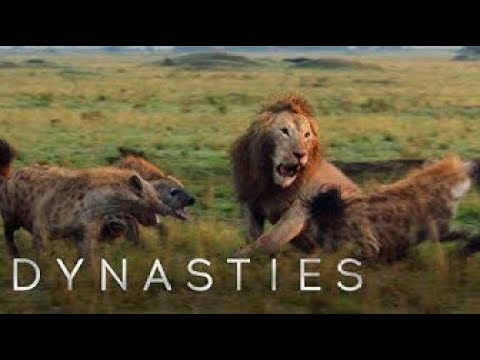Lion Attacked by Clan of Hyenas  - FULL CLIP with ending  - Dynasties   BBC Earth