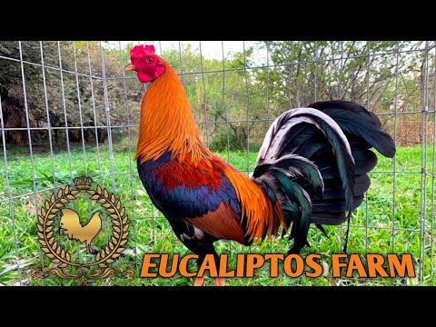 Sweater Yellow Leg Hatch Grey - EUCALIPTOS FARM - Eduardo Govaz