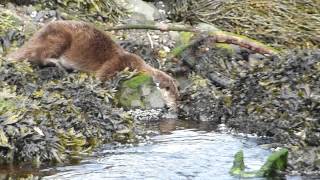 preview picture of video 'Tobermory Otter - May 2013'
